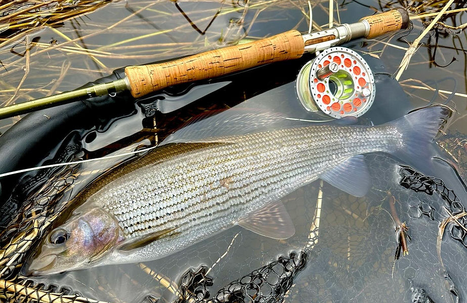 photo 10-03-2024, 12 40 34 (2).jpg