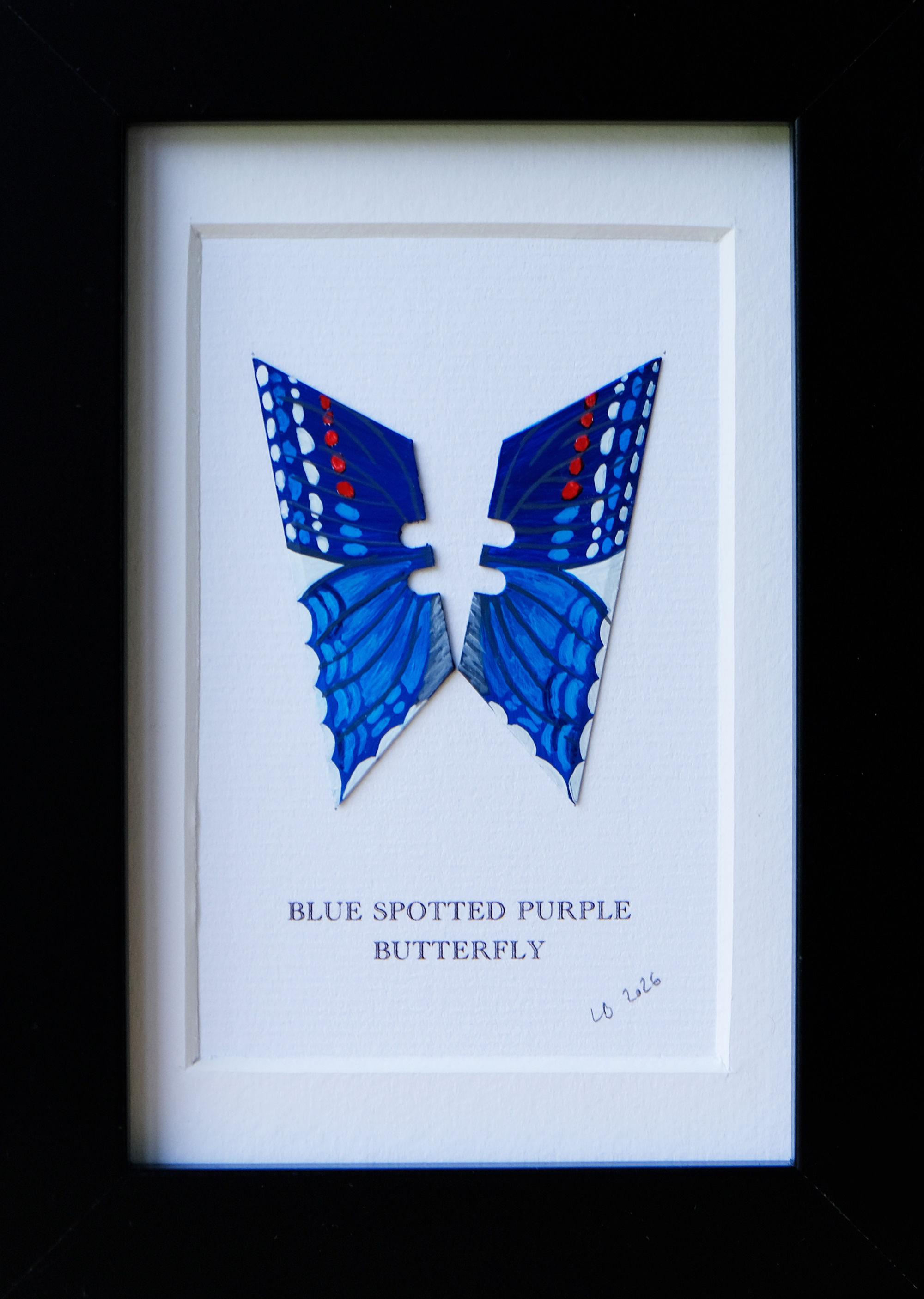 BLUE SPOTTED PURPLE
