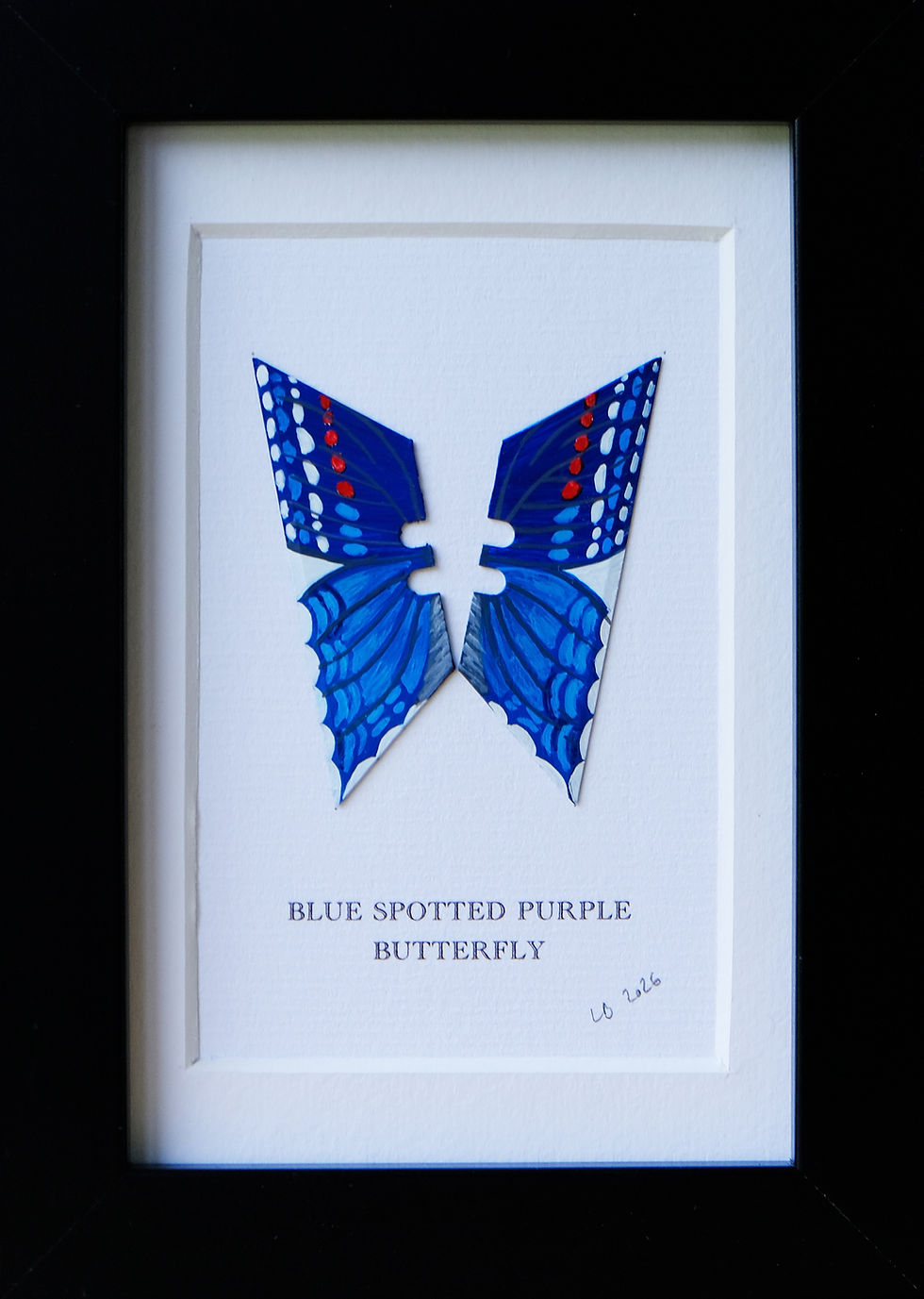 Thumbnail: BLUE SPOTTED PURPLE