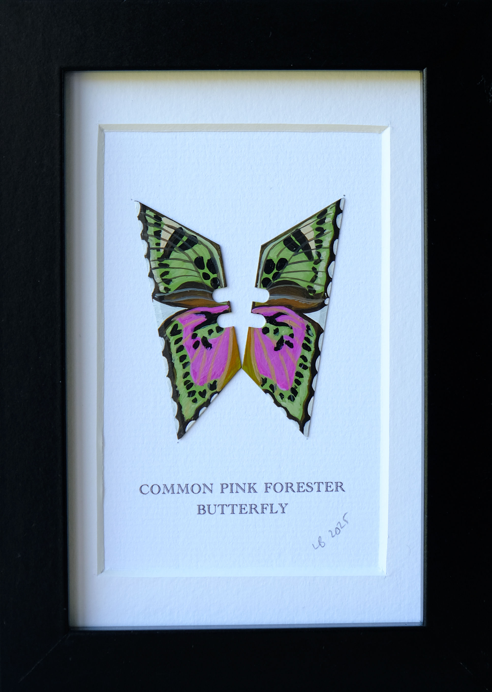 COMMON PINK FORESTER