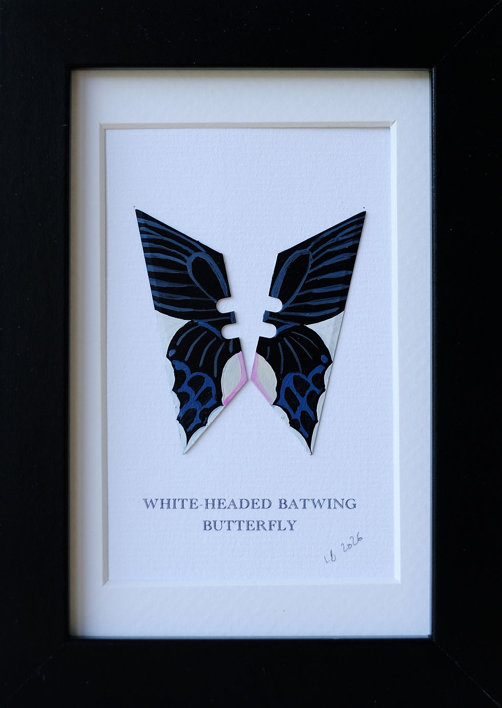 WHITE HEADED BATWING