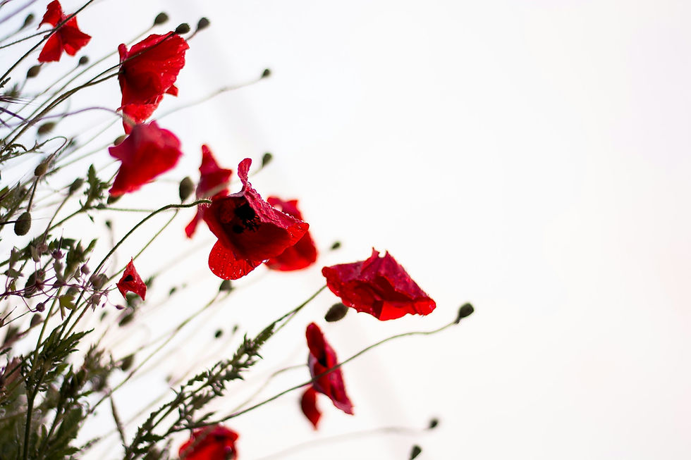 The Benefits of Companionship in In-Home Senior Care