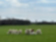 IMG_7669.JPEG