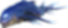 Astrodelphis