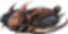 Trilobita