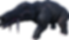 Phiomia