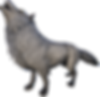 Direwolf