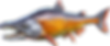 Salmão