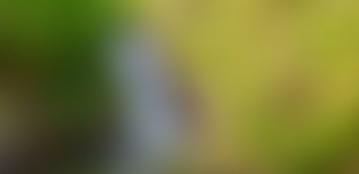 La chute du vieux Moulin à Stoneham (avec 🐶)