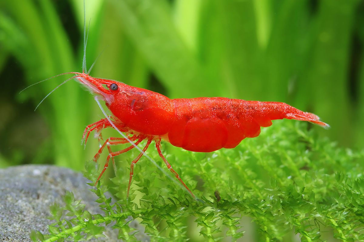 Neocaridina Shrimp