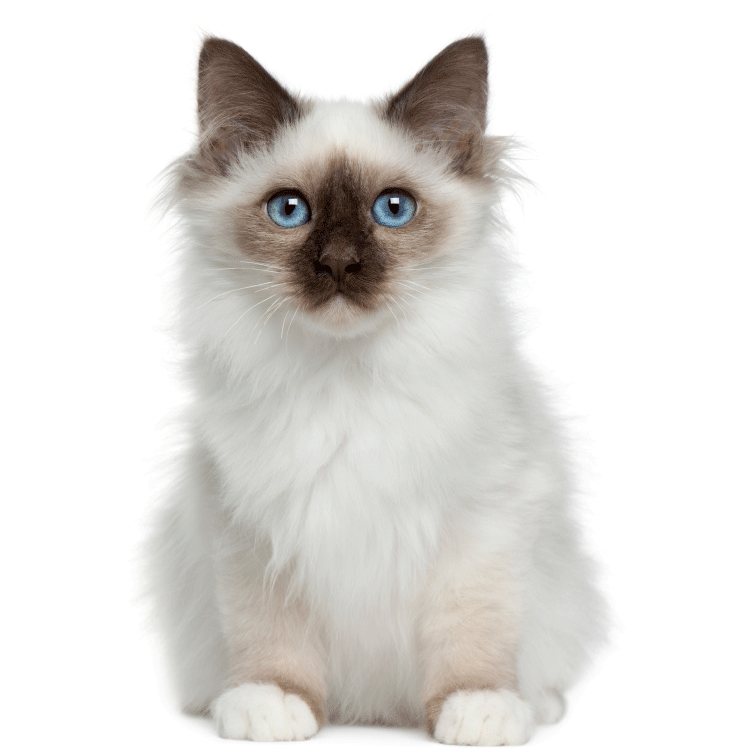 Birman Health Foundation, Cardiomyopathy Problem in Birman cats