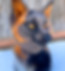 Cross Fox 2.jpg