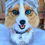 Thumbnail: Australian Shepard