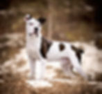 Black and white pitbull dog