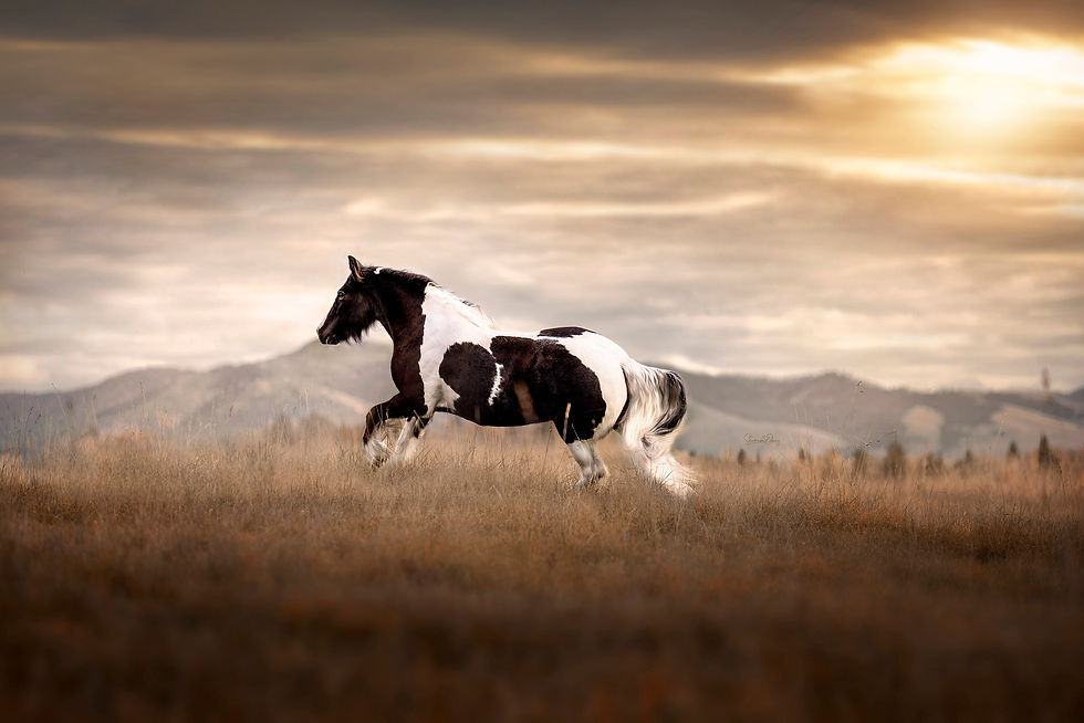 Black and white horse galloping