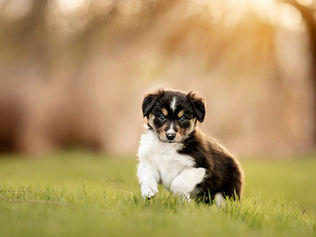 Puppy Portraits 101: Capturing the Joy of Your New Best Friend