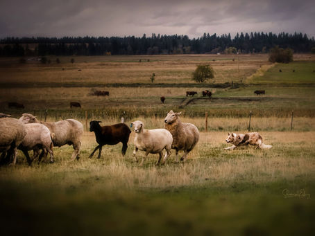 Border Collie herding sheep
