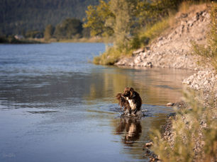 How to Beat the Summer Heat with Your Dog