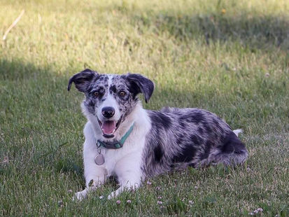 Litter Due Mid-August - Pups Available