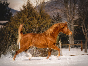 A Photographer’s Guide to Winter Horse Portraits