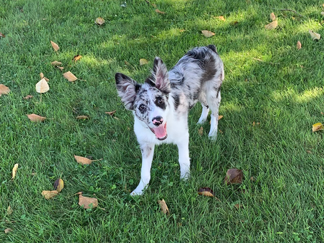 Pupdate: GCR Dodger