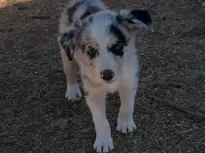 Border Collie puppy