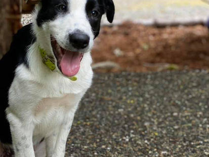 Pupdate: GCR Vandelay