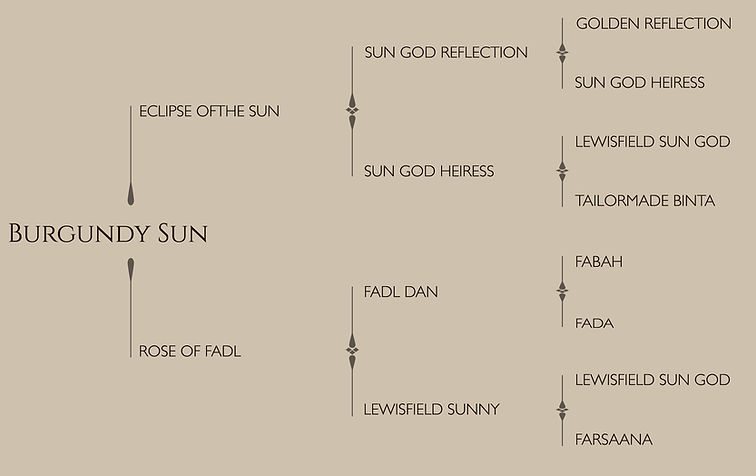 BURGUNDY SUN Pedigree.jpg