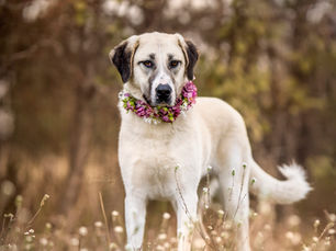 Proto: A Loyal Guardian Looking for Her Furever Family