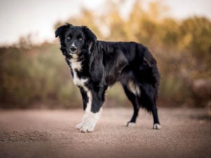 Border Collie dog