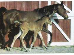 Cobah with foal by Sir Lancer.jpg
