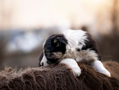 Border Collie puppy