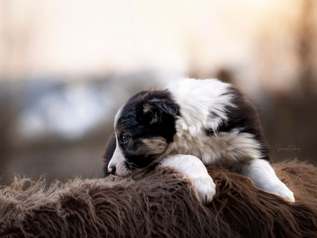 Border Collie puppy