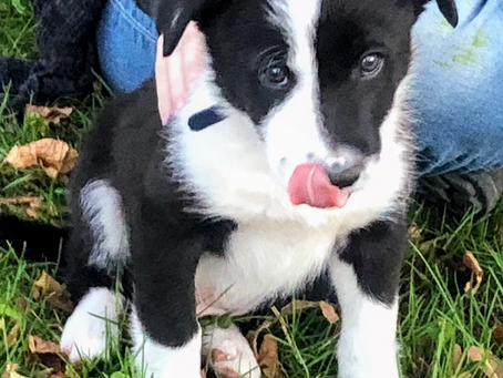 Pupdate: GCR Pablo