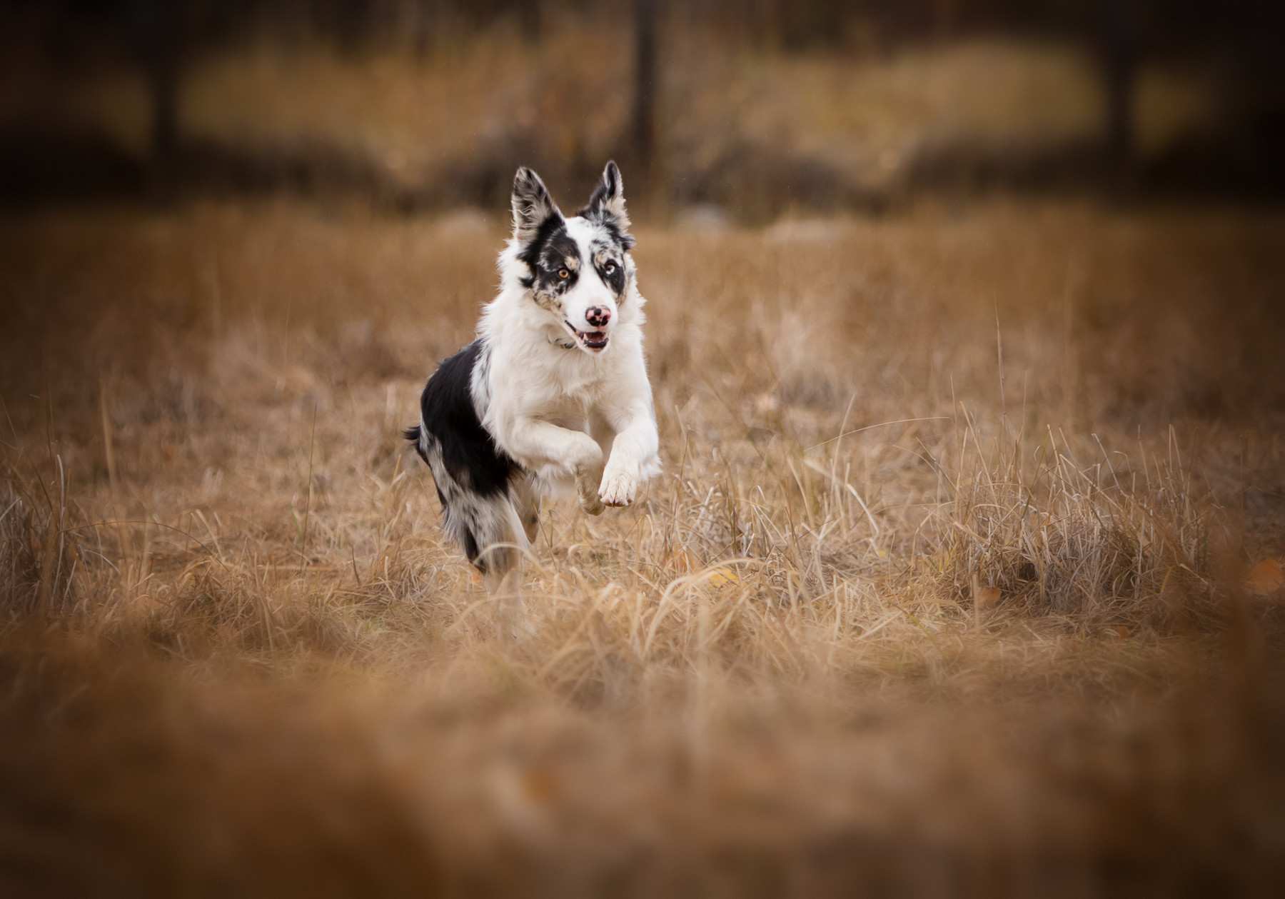 Gold Creek Ranch Border Collies GCR JOYFULL