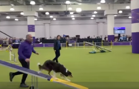 GCR Electra Competes at the Westminster Kennel Club Agility Nationals!