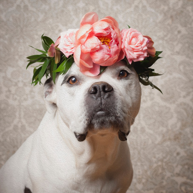 Daisy With Flowers in Her Fur