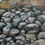 Thumbnail: Sea Wall with railings