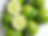 Key Lime (Citrus × aurantiifolia)
