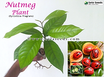 بذور نبات جوزة الطيب الحية (Myristica fragrans)