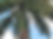 Cuban royal palm, Roystonea Regia, Ornamental Palm Tree