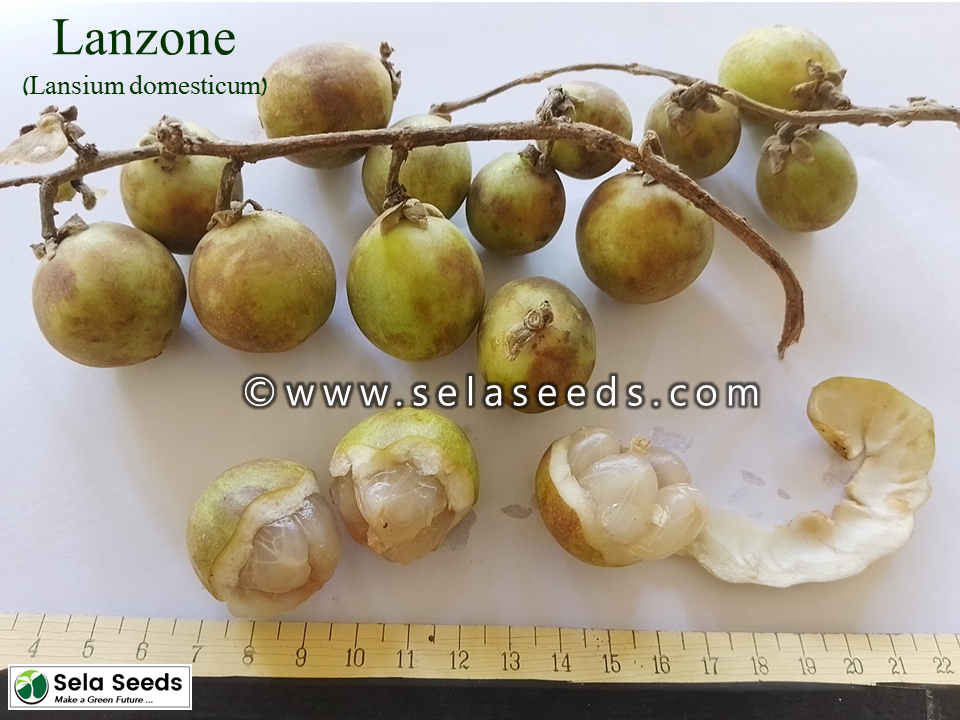 Miniaturbild: Lanzone, Gaduguda (Lansium domesticum) fruit seeds