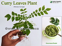 Curry Leaves (Murraya koenigii) x1 Live Plant
