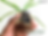 Pandan Plant "Rampe" (Pandanus amaryllifolius) 8Cm- 12Cm Size