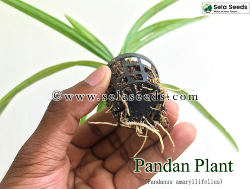 ceramic pot planter Angkor/Blue Half Round Ceramic Wall Planter