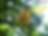 Star fruit, 5 fingers (Averrhoa carambola) Carambola fruit seeds
