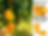 Mango Seeds (Mangifera indica) 100% organic