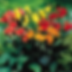 Canna Indica Mix Seeds (06 Varities of colors )