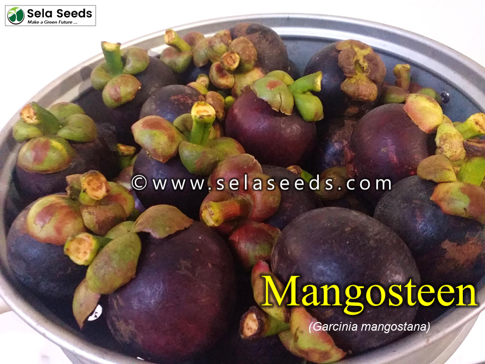 Thumbnail: Mangosteen Seeds  (Garcinia mangostana)