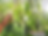 Thumbnail: Agarwood Seeds (Aquilaria crassna ) Rare